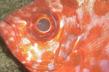 Fotografía de Elsa Torres y Mónica Machado.